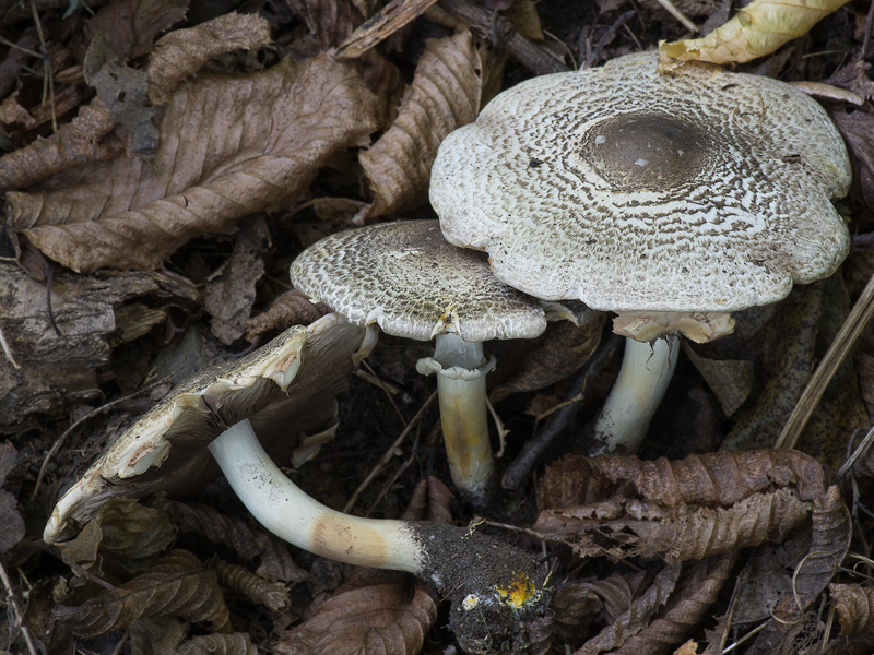 Agaricus moelleri